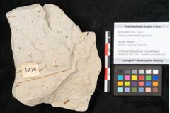 Foto (Objekt + Etikett) von Quercus palaeoilex Ettingshausen (NHMW-GEO-2024-0188-6376)